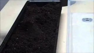 Unheated Windowsill Propagator