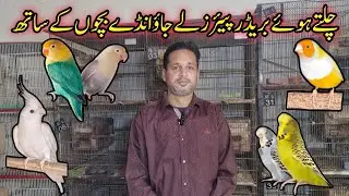 Visit 100+ Birds Breeding Setup in Karachi | Cocktail, Ex budgies, Ladygouldian, Fawn Pastal Java 