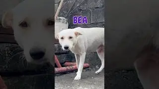 Meet Bea! 🐕 the loudest but clingiest barker 🥰 #dogshorts #doglife #labrador #cutedog #doggielife