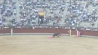 Novillada plaza de toros de las Ventas