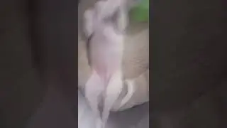 Real women keep there legs close even dogs