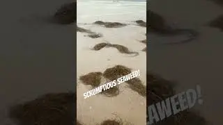Seaweed For Dinner? #shortvideo
