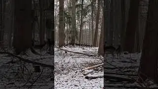 Rudel Damtier Damkuh Damhirsch Kalb  #deer #tiere #animals #hirsch #schnee #wildlife #shorts #nature