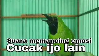 Cucak ijo big memanggil lawan 