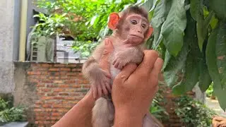 LOOK AT THE LIP EXPRESSIONS ON THIS PIG-TAILED MONKEY! VERY STRANGE
