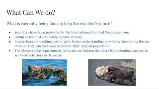 Sea otter group project