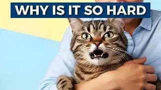Why Your Cat Hates Being Held (And How to Fix It)