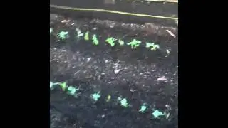 Corn and Peas Companion Planting