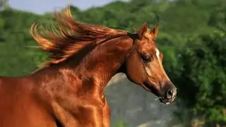 Arabian horses《music video》