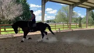 Beau schooling stationary jaw flexions, rein backs, and warm up stretched trot work.