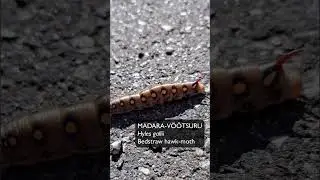 Madara-v&ouml;&ouml;tsuru (Hyles gallii; Bedstraw hawk moth) -  Eesti elurikkus