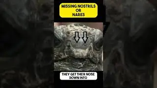 What to Do When Your Tortoise Has Missing Nostrils or Nares?