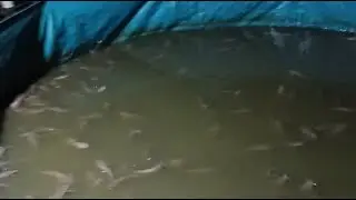 Budidaya Lele Dapat Untung !! Wajib Pakan Alternatif