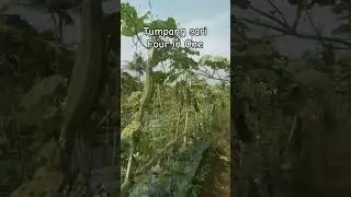 cara tumpang sari 1 lahan 4 tanaman sayur #viralvideo #pertanian #tumpangsari4in1#cabeoyongtimunsawi