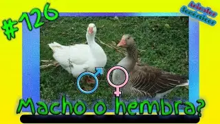 Cómo saber si mi ganso es macho o hembra?