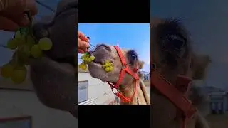 Cemal eats grapes 🐪🐫🐫🐪🐫🐪🐫🐪🐫🪶🐫#youtubeshorts #viral #cemalcancanseven #cemal#dance #shorts