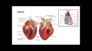 شرح محاضرة General Histology \ Circulatory System  المرحلة الثانية \ طب الاسنان