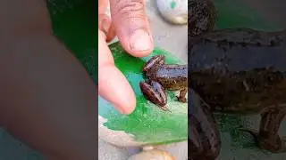 Frog&rsquo;s epic aerial display #jumpingfrog #froglove #froggtps #funny