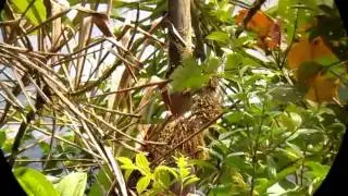 Choco-endemic Fulvous-dotted Treerunner - Margarornis stellatus - Montezuma, W Andes