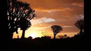 Quiver Tree Forest