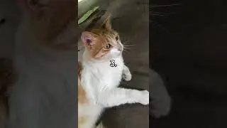 Cual grito es el verdadero? 🤔 #gatitos #doko29 #shorts