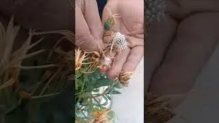 Gazania plant seed collection#shorts #shortvideo #rooftopgarden #garden #gazania #seeds #viralshort