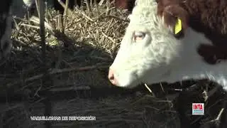 SUPLEMENTACIÓN INVERNAL DE VIENTRES