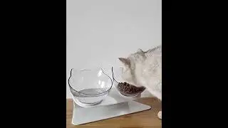Non Slip Cat Feeding Bowl with Stand Pet Dog Water Bowl Food Feeder Storage Product Supplies Single