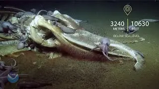 Deep Dive Greatest Hits