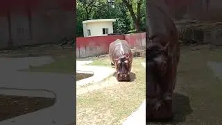 Hyderabad Family Tour.Hehru zolagical Park..Hippopottamas Drinking water..2023.
