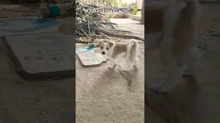 Abb mein Viral Hu 😂😂#comedy #viral #funny #dog #puppy #cute #shorts #explore #growth #trending