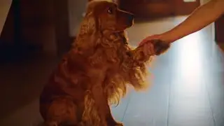 Cocker Spaniel - za smaczka zrobi wszystko.