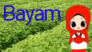 Video pembelajaran PAUD : Tanaman sayur bayam