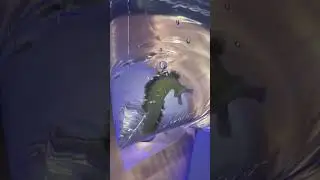 Did I finally beat the parasite in my fish tank??