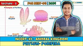 Lec 8- Phylum: Porifera| Animal Kingdom| Class 11| NEET 2024