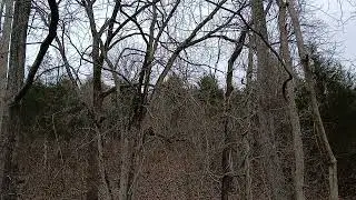 Crow Hunting! Opening Day In Kentucky! #huntingchannel #crowhunting #naturesounds #natureasmr 