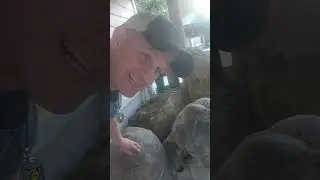 POV: Feeding a 124-Year-Old Gal&aacute;pagos Tortoise 🐢