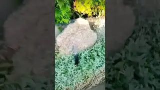 N&oacute;ż Gerber Asada Mocarstw Tasak D2