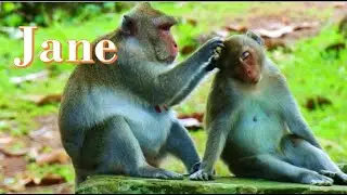 Awesome . Heart of Jane monkey mother still take care daughter tarzana