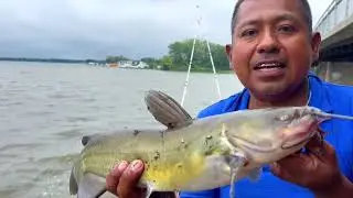 CARNADA para pescar BAGRES y MOJARRAS