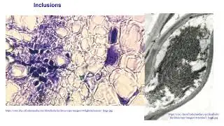 Diagnosis of plant viruses - Inclusion bodies
