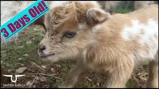 Adorable 3 Day Old Baby Goat Is Free!!...