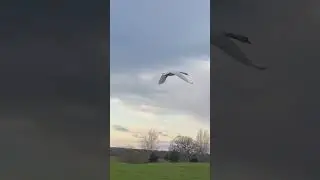 Low fly by #nature #wildlife #shotoniphone #swan #asmr