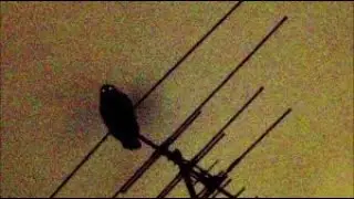 DRAKE & PLAYBOI CARTI - K9 (ICEMAN INSTRUMENTAL)