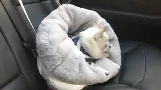 For Sleeping - Sleeping Bag for a little Furry Friend
