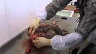 Carcass Inspection Video