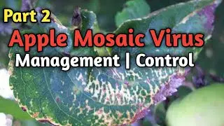 Part 2: Apple Mosaic Virus, it's management | Treatment | control | by Dr. Syed Samiullah
