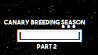 Canary breeding season 2020 ( part 2)