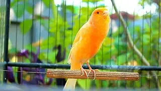 Peaceful Canary Singing Background for Study, Meditation, and Rest &ndash; ASMR