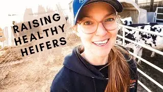 Dairy Calf Management Tips & Tricks